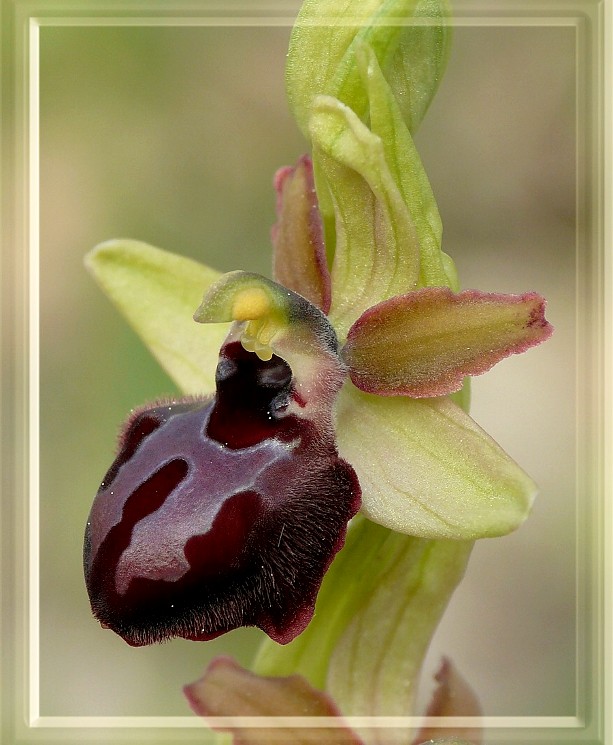 Ophrys del Gargano